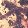 Rare Huge Breached Millipede In Dominican Amber.