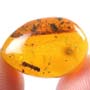 Rare Huge Mite And Bark Beetle In Dominican Amber