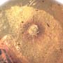 Rare Huge Mite And Bark Beetle In Dominican Amber.