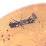 Rare Huge Mite And Bark Beetle In Dominican Amber.
