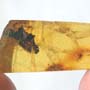 Rare Unusual Botanical And Worker Ant In Dominican Amber
