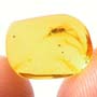 Rare Immature Roach In Dominican Amber.