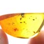Rare Bunch Of Eggs In Dominican Amber