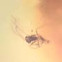 Rare Eleven Eggs And Dark Winged Fungus Gnat In Dominican Amber