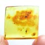 Rare Eleven Eggs And Dark Winged Fungus Gnat In Dominican Amber Rare Eleven Eggs And Dark Winged Fungus Gnat In Dominican Amber