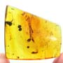 Rare Twelve Eggs In Dominican Amber