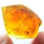 Rare Thirteen Eggs In Dominican Amber