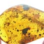 Rare Fifteen Eggs In Dominican Amber