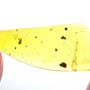 Rare Two Eggs And Scelionid Wasp In Dominican Amber