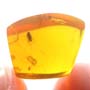 Rare Two Eggs And Scuttle Fly In Dominican Amber
