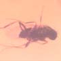 Rare Two Eggs And Scuttle Fly In Dominican Amber