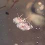 Rare Two Long Legged Flies, One With Egg, Gall Midge And Globular Springtail In Dominican Amber