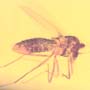Rare Two Mites Riding On Head Of Biting Midge In Dominican Amber.