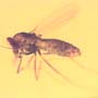 Rare Two Mites Riding On Head Of Biting Midge In Dominican Amber.