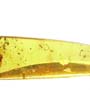 Rare Two Mites Riding On Host In Dominican Amber