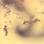 Rare Two Mites Riding On Host In Dominican Amber.