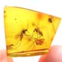 Rare Two Mosquitos In Dominican Amber.
