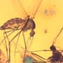 Rare Two Mosquitos In Dominican Amber
