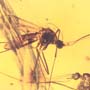 Rare Two Mosquitos In Dominican Amber