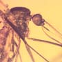 Rare Two Mosquitos In Dominican Amber
