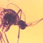 Rare Two Mosquitos In Dominican Amber