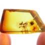 Rare Two Worker Ants Fighting In Dominican Amber