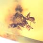 Rare Two Worker Ants Fighting In Dominican Amber