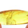 Rare Twenty Eggs And Beetle In Dominican Amber