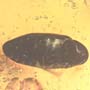 Rare Twenty Eggs And Beetle In Dominican Amber