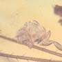 Rare Twenty Six Eggs And Fungus Gnat In Dominican Amber