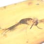 Rare Twenty Six Eggs And Fungus Gnat In Dominican Amber