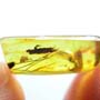 Rare Twenty Six Eggs And Fungus Gnat In Dominican Amber Rare Twenty Six Eggs And Fungus Gnat In Dominican Amber