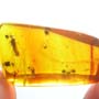 Rare Three Eggs, Winged Termite And Cricket In Dominican Amber