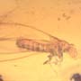 Rare Three Eggs, Winged Termite And Cricket In Dominican Amber