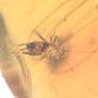 Rare Three Eggs, Winged Termite And Cricket In Dominican Amber
