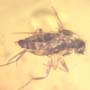 Rare Three Eggs And Scuttle Fly In Dominican Amber