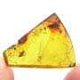 Rare Three Eggs And Scuttle Fly In Dominican Amber Rare Three Eggs And Scuttle Fly In Dominican Amber