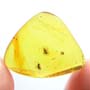 Rare Three Eggs And Scuttel Fly In Dominican Amber Rare Three Eggs And Scuttel Fly In Dominican Amber