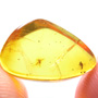 Common Three Eggs In Dominican Amber