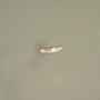 Common Three Eggs In Dominican Amber
