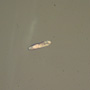 Common Three Eggs In Dominican Amber