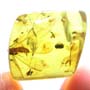 Rare Three Gall Midges Clinging On Wings Of Winged Termite And Beetle In Dominican Amber