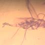 Rare Three Gall Midges Clinging On Wings Of Winged Termite And Beetle In Dominican Amber.