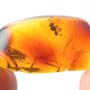 Rare Four Eggs And Stingless Bee In Dominican Amber