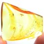 Rare Four Eggs And Scelionid Wasp In Dominican Amber