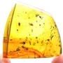 Common Six Eggs In Dominican Amber