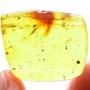 Rare Seven Eggs In Dominican Amber