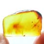 Rare Nine Eggs And Gall Midge In Dominican Amber