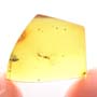 Rare Almost Mating Gall Midge In Dominican Amber