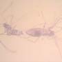 Rare Almost Mating Gall Midge In Dominican Amber.